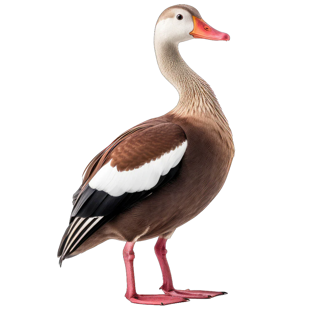 Tuotekuva 1