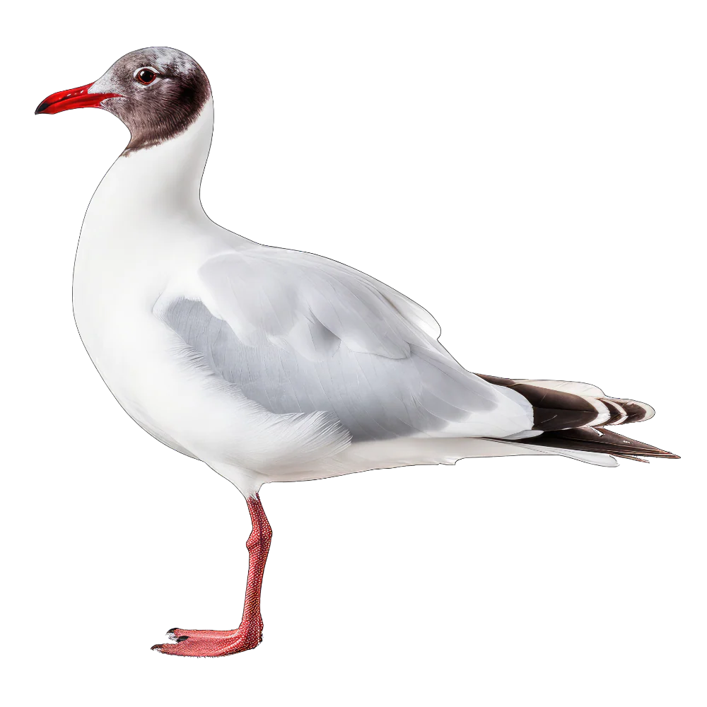 Tuotekuva 1