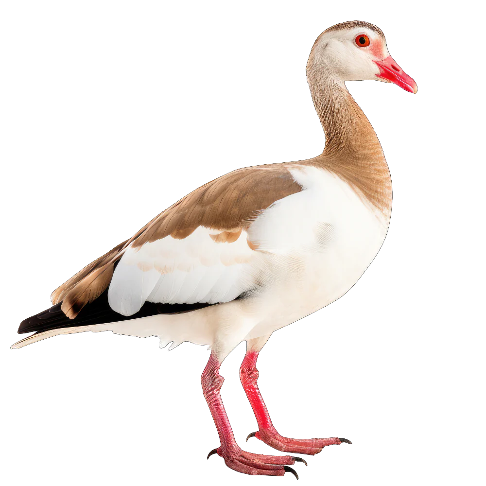 Tuotekuva 1