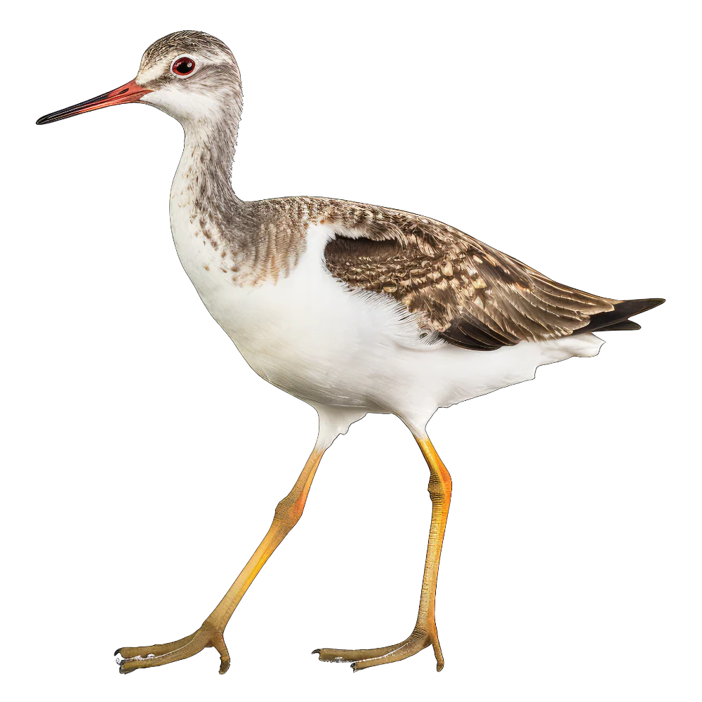 Tuotekuva 1