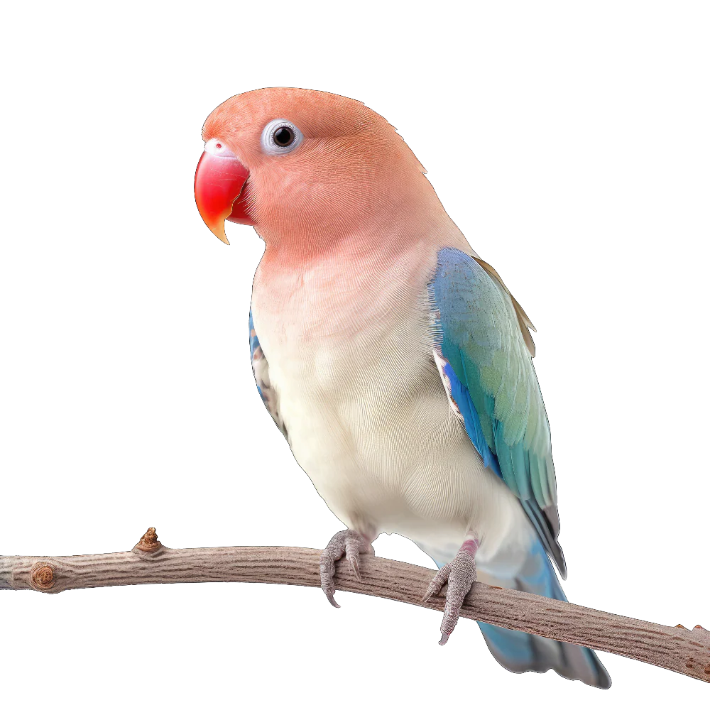 Tuotekuva 1