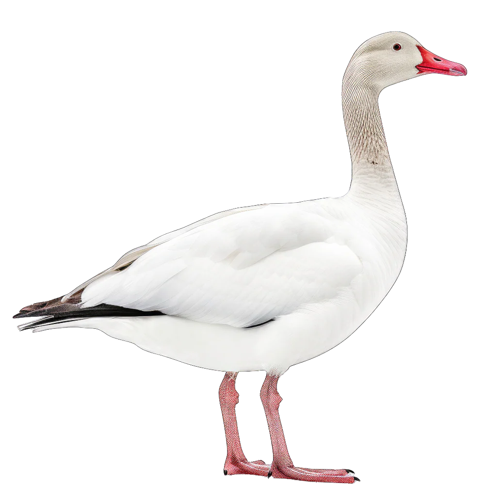 Tuotekuva 1