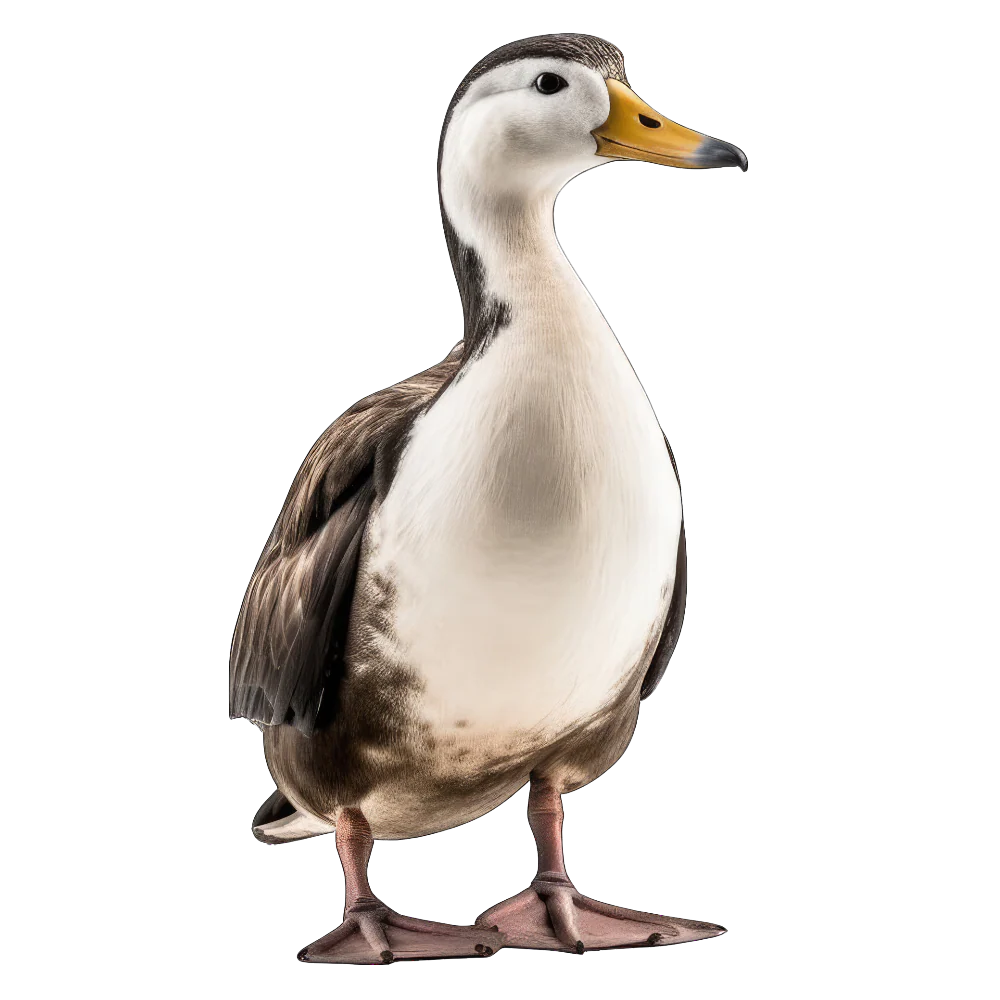 Tuotekuva 1